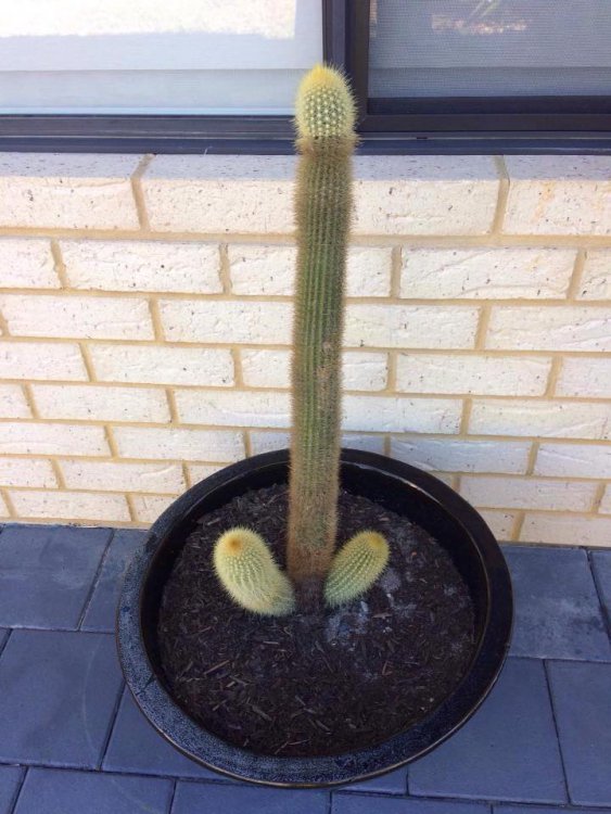 cactusprize.jpg